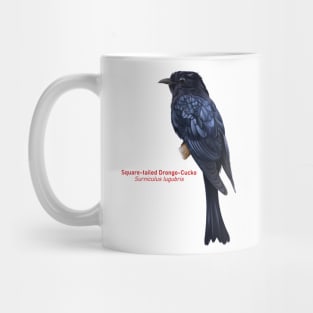 Square-tailed Drongo-Cucko | Surniculus lugubris Mug